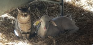 Le chat et l'agneau de noel